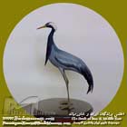 درنا ی کوچک